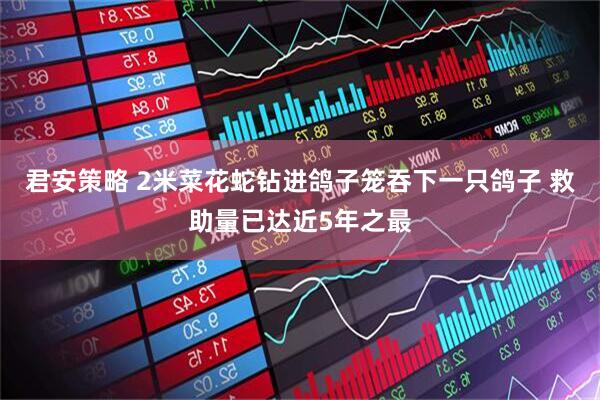 君安策略 2米菜花蛇钻进鸽子笼吞下一只鸽子 救助量已达近5年之最